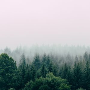 Hinoki forest of Japan